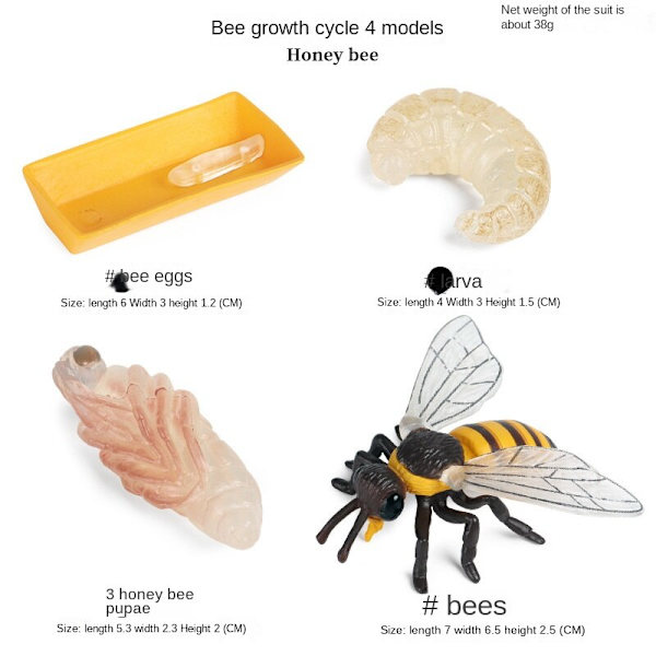 Simulering Insekt Djur Livscykel Modell Månguden Månefjäril Grön Svans Månformad Silkesmask Fjäril Barn Pedagogisk Leksak Gåva Moon moth growth cycle (4 sets)