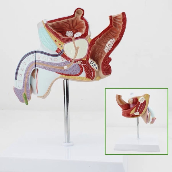 Mänsklig Manlig Genitourinary System Model Andrologi Modell Prostata Anatomical Model