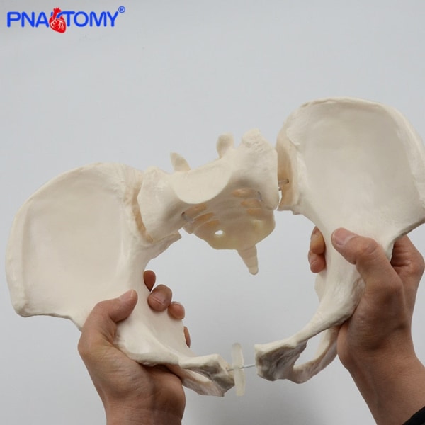Mänsklig anatomi har höft, korsbenet och svanskotan Vetenskaplig kvinnlig bäckenmodell, rörlig, elastisk sladdlänk, bäcken i naturlig storlek,