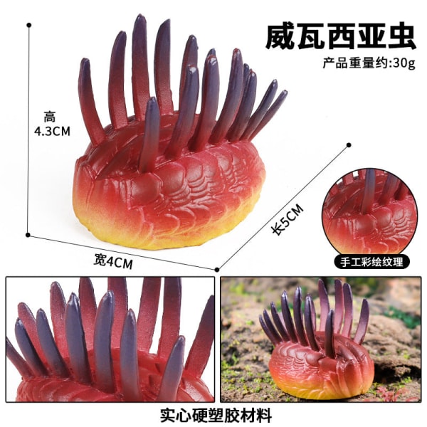 Marin djurmodell Förhistorisk trilobit räkor Krysantemum och sten Kambrium Nautilidae Tallrik Fotkrabba Barn Undervisning leksaksmodell M-1069 Nautilidae