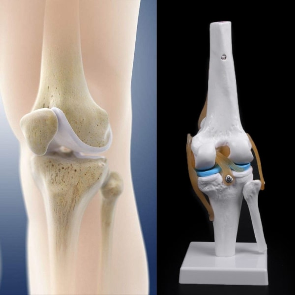 Mänskliga anatomiska knäleden flexibel skelettmodell Medicinsk läromedel Anatomi