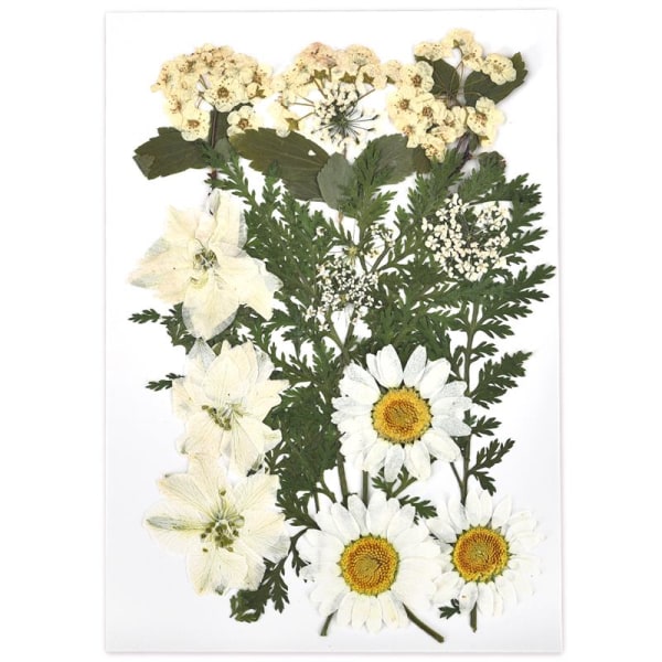 1 Förpackning Torkade Blommor Harts Naturliga Blomsterdekaler Torkad Skönhetsdekal För DIY Epoxiharts Fyllning Smyckesdekoration 05