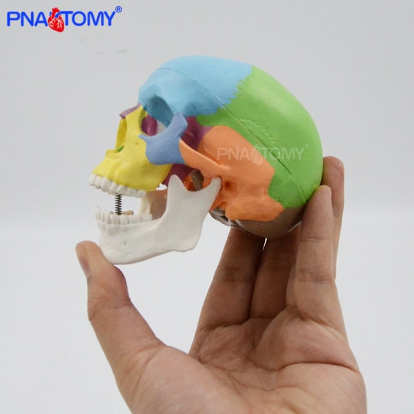 Mini skalle modell mänskligt anatomiskt huvud medicinsk modell billig skalle anatomi modell bekvämt PVC läromedel målning skulptera används colored mini skull