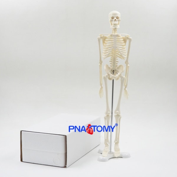 45CM Mänskligt skelettmodell Flexibla armar och ben Ryggraden Anatomi Pedagogiskt redskap Medicinsk undervisning Konstskola Används Löstagbar