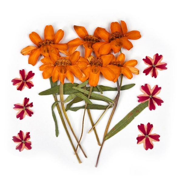 1 Förpackning Torkade Blommor Harts Naturliga Blomsterdekaler Torkad Skönhetsdekal För DIY Epoxiharts Fyllning Smyckesdekoration 11