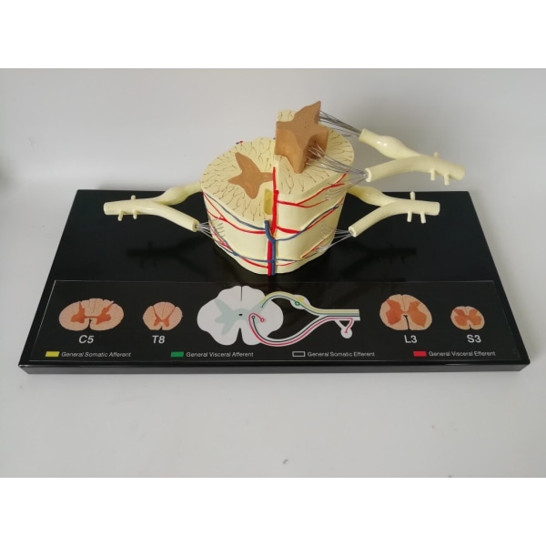 Ryggmärgsnerv Anatomisk modell 5 gånger sumal ventral dorsal coccygeal rot Undervisningsresurser