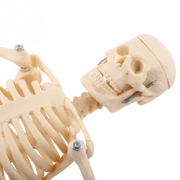 45CM Anatomisk anatomi Mänskligt skelettmodell Medicinsk Lärhjälp Anatomi mänskligt skelettmodell Partihandel Detaljhandel
