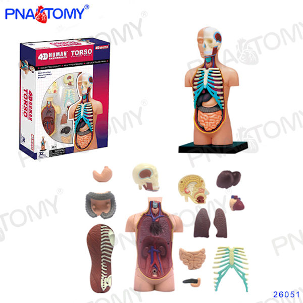 4D MASTER IHMISEN ANATOMISET MALLIT DIY-LELUT KEHON ANATOMIAN OPETUSTYÖKALU AIVOT SYDÄN LUUROKO KORVA VARTALO KÄSI NENÄ POLVINIVEL SILMÄ Brain 32Parts