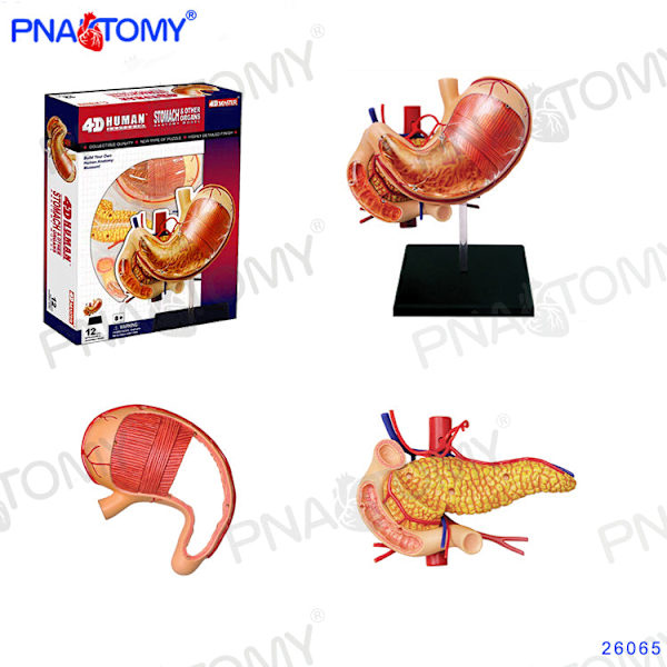 4D MASTER IHMISEN ANATOMISET MALLIT DIY-LELUT KEHON ANATOMIAN OPETUSTYÖKALU AIVOT SYDÄN LUUROKO KORVA VARTALO KÄSI NENÄ POLVINIVEL SILMÄ Stomach 12Parts