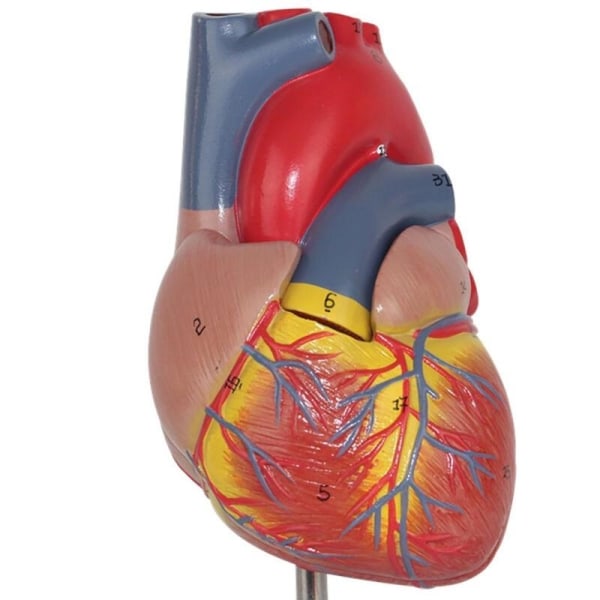 Anatomiskt mänskligt hjärta Anatomi Undervisningsmodell Medicinsk vetenskap Viscera Medical Organ Model Undervisningsresurser med stativ
