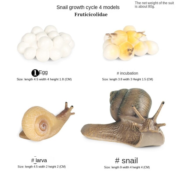 Simulering Insekt Djur Livscykel Modell Månguden Månefjäril Grön Svans Månformad Silkesmask Fjäril Barn Pedagogisk Leksak Gåva KZ bee growth cycle 4 sets
