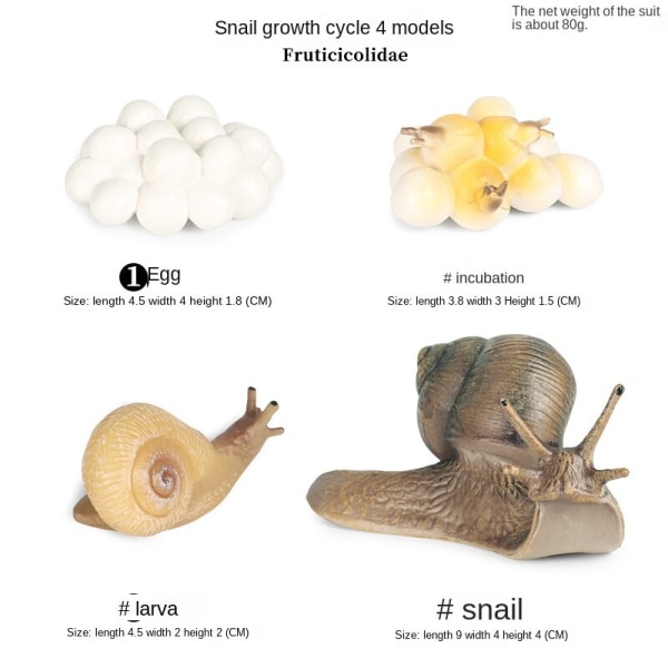Simulering Insekt Djur Tillväxtcykel Modell Måne Gud Mal Grön svans Månformad silkesmask Mal Barn Pedagogisk leksakspresent M-2435 snail growth cycle 4 sets