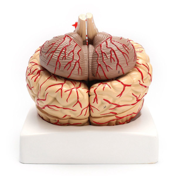 1: 1 Naturlig storlek Human Anatomical Brain Pro Dissection Medical Organ Teaching Model