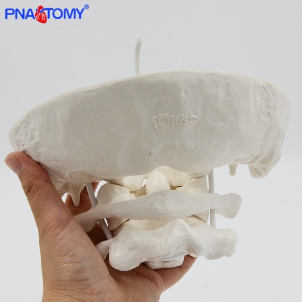 Förstorad avtagbar mänsklig halskota Atlas och axel Benryggrad Anatomisk modell Medicinsk utrustning Undervisningsverktyg Skelett