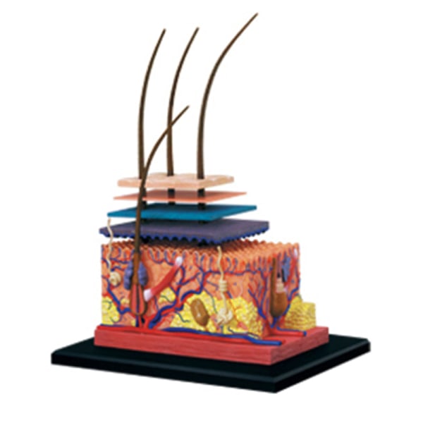 Människohudsmodell Avtagbar gör-det-själv-pedagogisk utrustning med manuell 4D MASTER-förstorad hudstruktur 19 st Undervisningsresurser suture skin