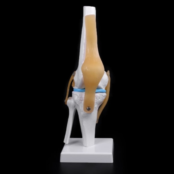 Mänskliga anatomiska knäleden flexibel skelettmodell Medicinsk läromedel Anatomi