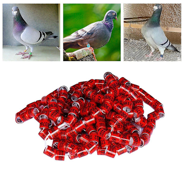 100 st Pigeon Dove Benringar 2024 Identifiera Band Fåglar Fot Ring Liten Storlek Lätt Återanvändbar Ljusa Färger Och Nummer Identifiera Ring-f