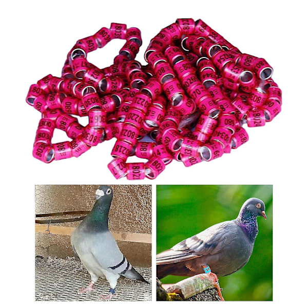 100 st Pigeon Dove Benringar 2024 Identifiera Band Fåglar Fot Ring Liten Storlek Lätt Återanvändbar Ljusa Färger Och Nummer Identifiera Ring-D1
