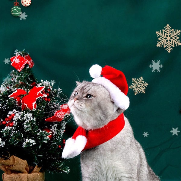 OBSGUMU Hundkatt Pet Tomteluva med halsduk, set