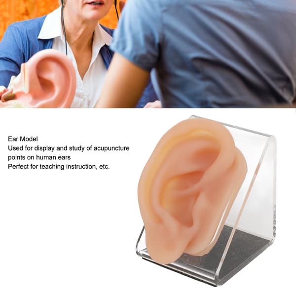 Akupunktur öronmodell med displayställ - Silikon simulerat öra för piercingövning