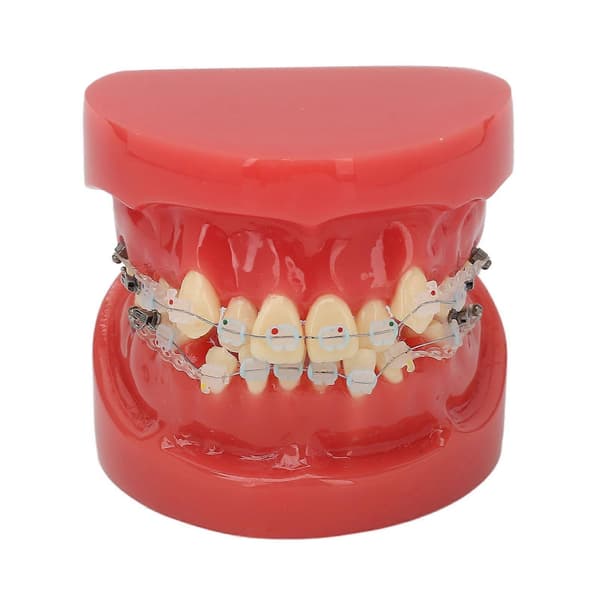 Ceramic Dental Orthodontic Demonstration Model 24 Teeth Model with Wires and Bracket for Teaching Education