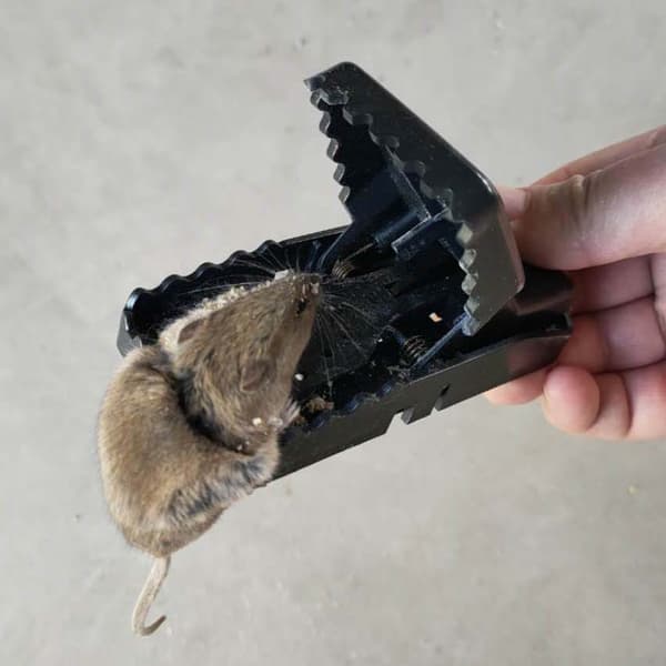 (Set of 4) Large Heavy Duty Rat Traps - Instant Kill with Powerful Steel Spring - Quick Setup - Hands-Free Disposal