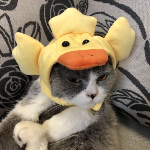 Katt Morsom Cosplay Andhatt - Søt Dyreform Dekorasjon