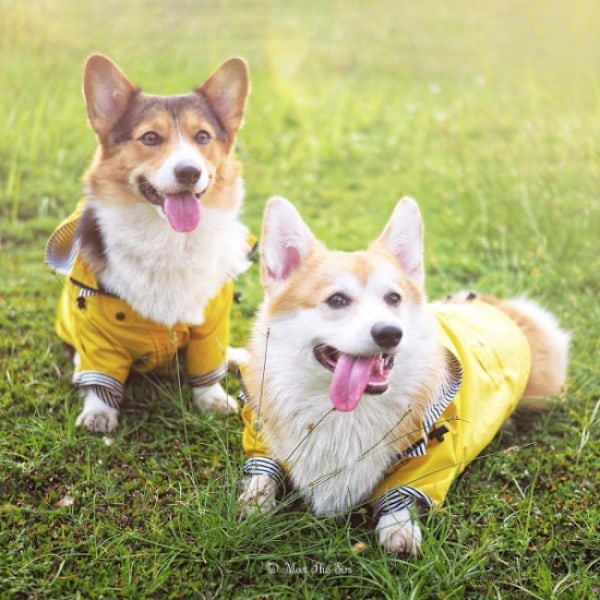 1 st L Regnrock för husdjur Regnkläder Regnjacka Liten Hund Regnrock Ho