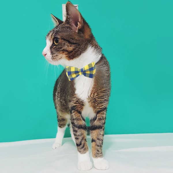 Cat Bowknot Necklace Cat Security Spänne Bowknot Avtagbart Pet Tile Halsband (grön och svart