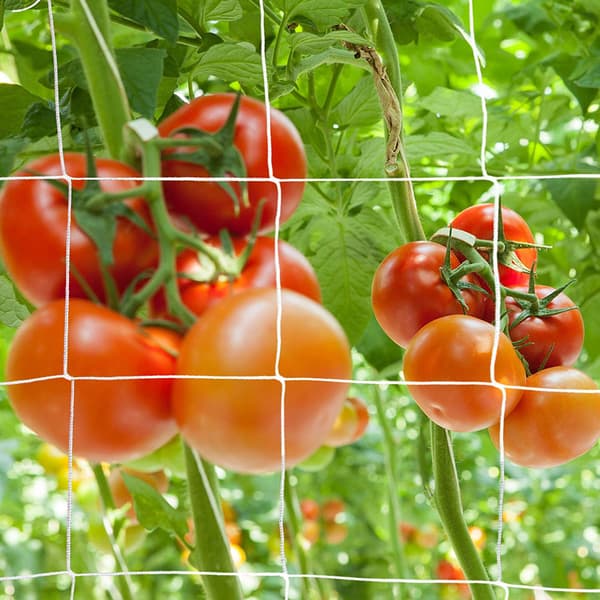 Espaliernet Kraftig Haveplantenet til Klatring