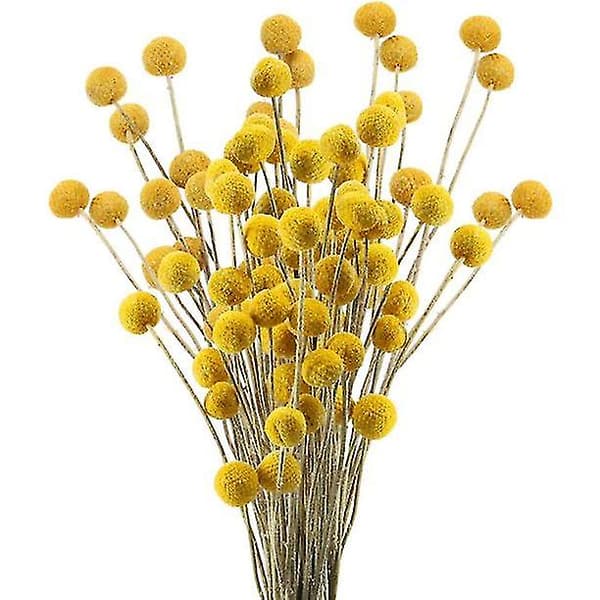 40 Stilke Naturlige Tørrede Blomster Tørrede Craspedia Blomster Billy Butt