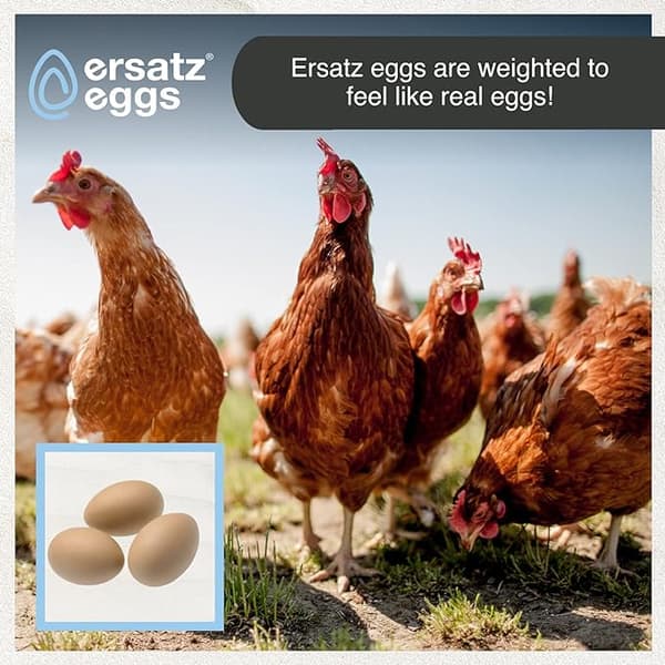 Kylling Egg Falske Kylling Egg Trefalske Egg Sett Hjelp Legging H