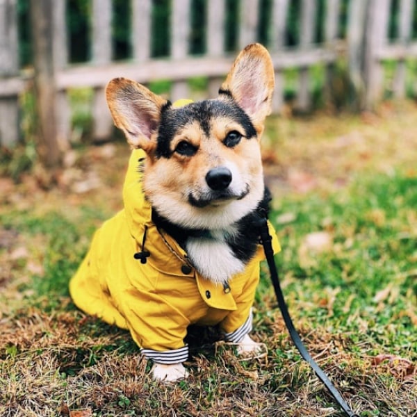 1 st L Regnrock för husdjur Regnkläder Regnjacka Liten Hund Regnrock Ho