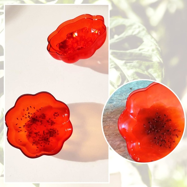 2-pack inomhus fruktflugefällor, insektsdödare för inomhus/utomhus K