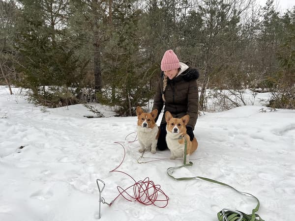 Kromatut koiran maapiikit - Raskaat kiinnikkeet - Koirille (koiran maapiikit)