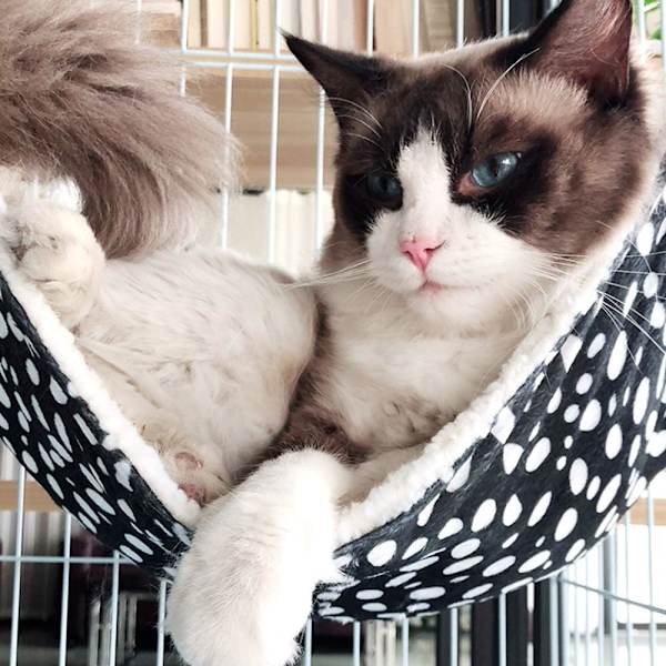 Husdjurstillbehör, Kattsand, Andningsbar Sammetshängmatta för Katt, Hängande Kattgunga, 27*27cm