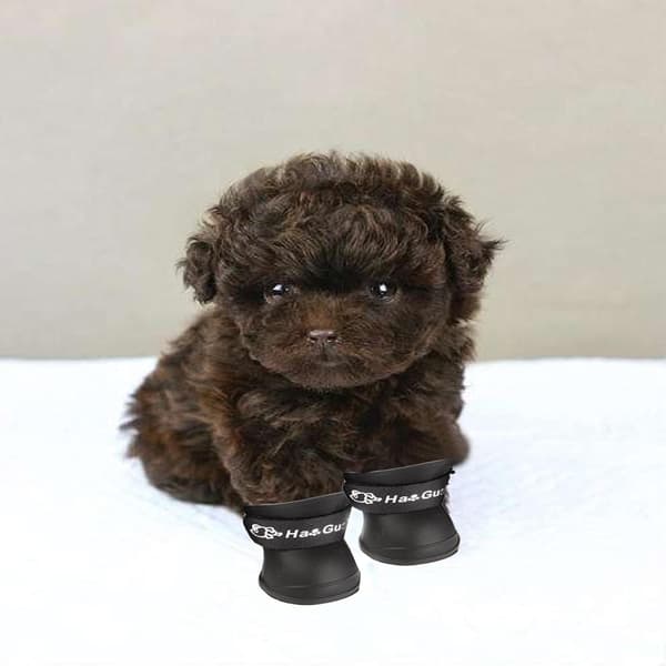 (5 cm × 4,2 cm, Sort) 4 stk. Regnsko til hunde, Silikone Hunde