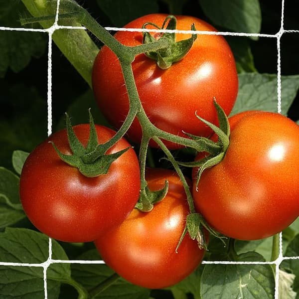 Ristikkoverkko kestävä puutarhakasvien ristikkoverkko kiipeilyyn