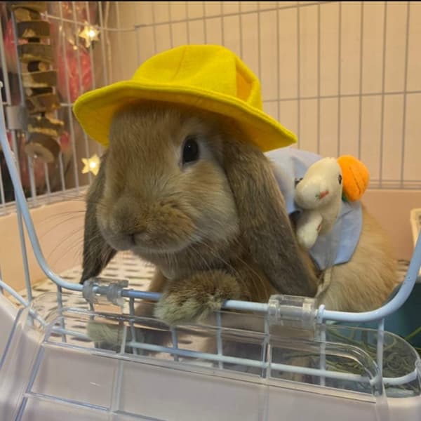 Pienet eläimet Hat Rabbit Cap Pet Headgear Kitty Head Accessories