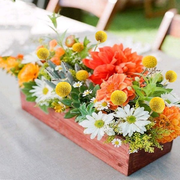 40 Stilke Naturlige Tørrede Blomster Tørrede Craspedia Blomster Billy Butt