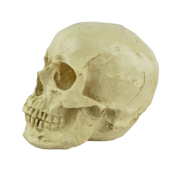 Anatomisk kraniemodel - 12 x 18x 15 cm - Realistisk menneskeharpikskranie - Kranedekoration i naturlig størrelse til medicinsk anatomi-klasse og Halloween-dekoration