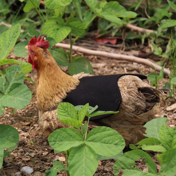 3 delar Kycklingsadel Husdjurskläder Hönförkläde Hönförkläde Fjäderfä H
