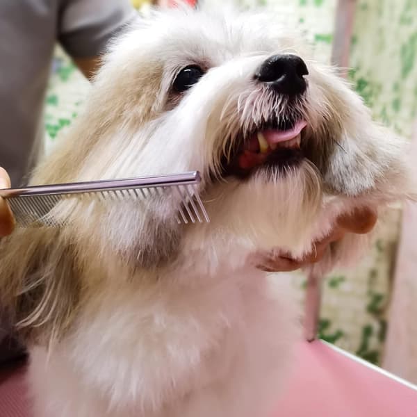 Hundesaks sæt med sikkerhedsrund spids rustfrit stål P