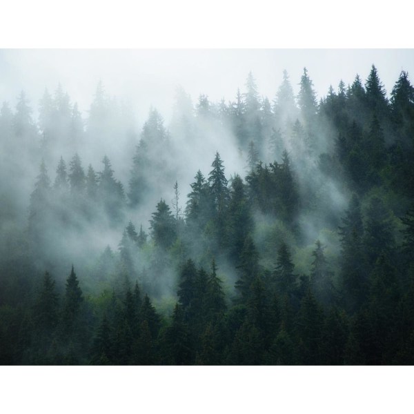 Icke-vävd tapetmålning Skog Dimma Modern Fleece Vardagsrum Vara