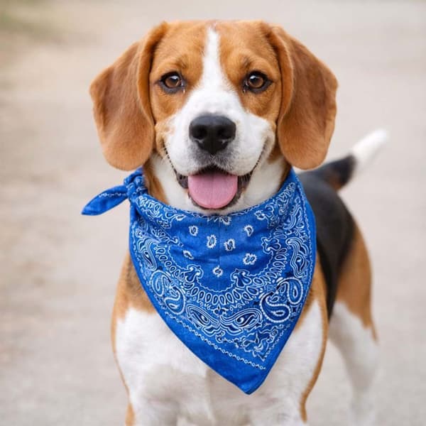 Bandana i batikfärgad 100% bomull – Paisleymönster 53x53 cm, Blå