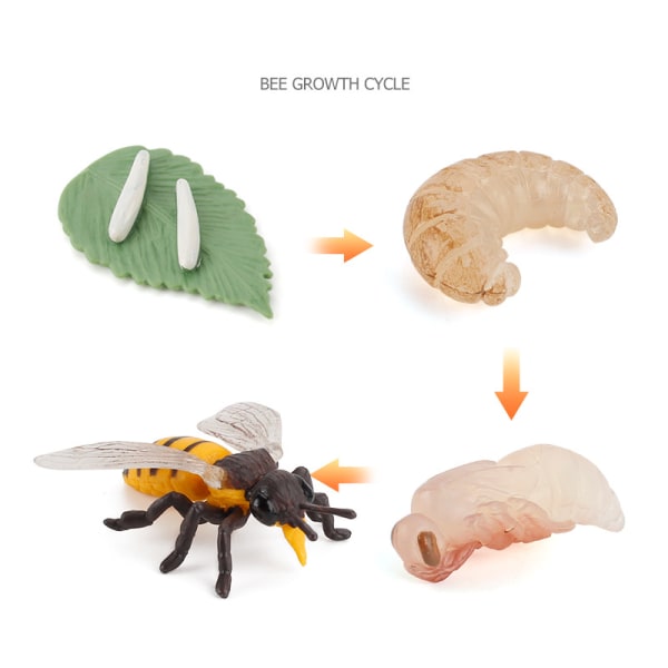 Animal Growth Cycle Biological Model , Growth Stage Lifelike Bee Life Cycle Model Set for Kids Education Insekt tema Party Favors