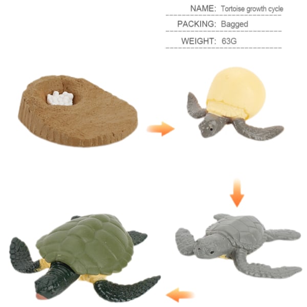 Animal Growth Cycle Biological Model Toys Growth Stage Turtle Life Cycle Model Toy Set Children Educational Insect Theme Party Gift