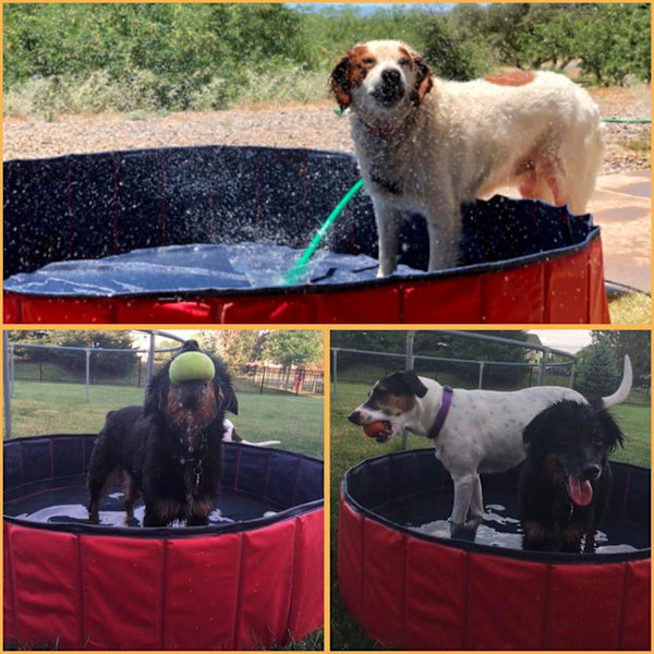 Hopfällbar husdjurspool Röd Bärbar husdjurspool Hopfällbar hundpool Hopfällbar pool för hundar