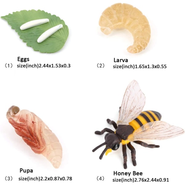 Biologisk modell för djurs tillväxtcykel, livsliknande modell för biets livscykel i olika stadier för barns utbildning, insektstema