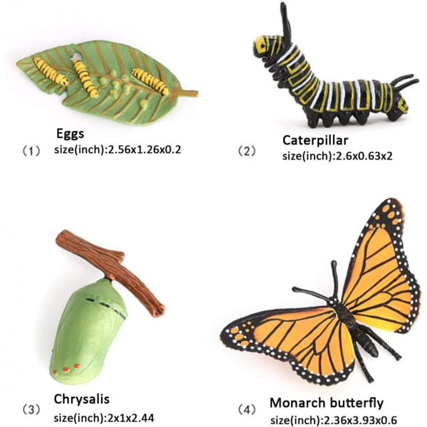 Biologisk model af dyrs vækstcyklus, naturtro model af sommerfuglens livscyklus i forskellige stadier til børns uddannelse, insekttema-festartikler